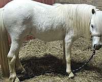 miniature-horse-for-sale