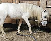 miniature-horse
