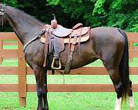 working-c-kentucky-mountain-horse