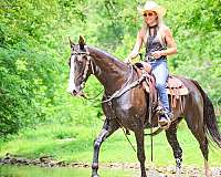 all-around-kentucky-mountain-horse