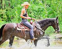 drill-team-kentucky-mountain-horse