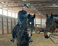 bay-dutch-warmblood-mare