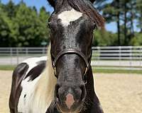 15-hand-draft-mare
