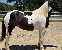 pinto-mare-for-sale