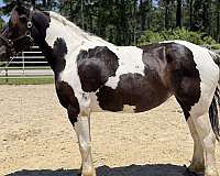 pinto-draft-mare