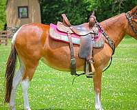 all-around-mule
