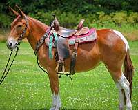 athletic-mule