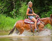 drill-team-mule
