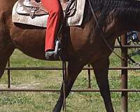 bay-flame-sock-horse