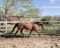 flame-sock-horse