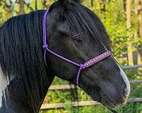 working-equitation-drum-horse