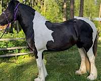 western-dressage-drum-horse