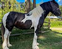 gymkhana-drum-horse
