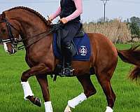 andalusian-horse
