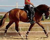 chestnut-andalusian-horse