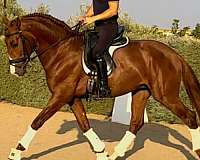 medium-level-andalusian-horse
