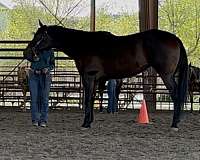western-showing-mare