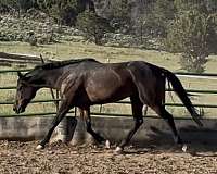 western-showing-quarter-horse