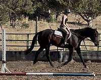 western-showing-horse