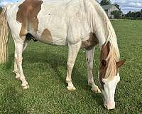 all-around-spotted-saddle-horse