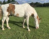 sport-spotted-spotted-saddle-horse