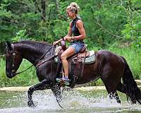 all-around-friesian-horse