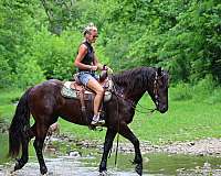 draft-friesian-horse