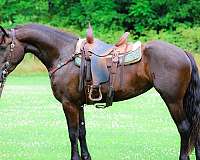 drill-team-friesian-horse
