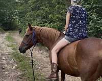 all-around-pony