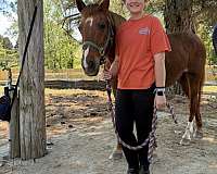 companion-pony