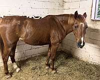 longe-line-pony