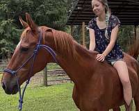 companion-saddlebred-horse