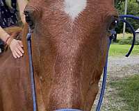 project-saddlebred-horse
