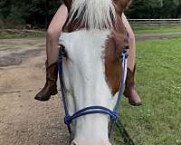 blue-eyed-paint-pony