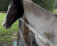 project-paint-pony
