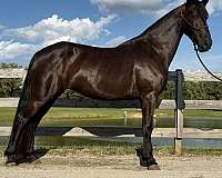 trail-trail-riding-tennessee-walking-horse