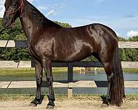 black-tennessee-walking-mare