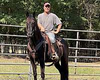black-trail-trail-riding-horse