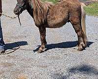 gentle-miniature-pony