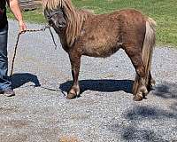 colt-miniature-pony