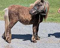 pony-miniature