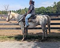 appaloosa-horse