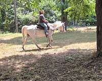 gelding-appaloosa-horse