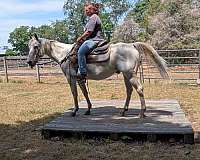 registered-appaloosa-horse