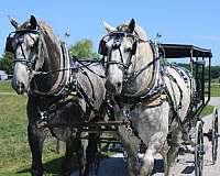 beautiful-draft-horses-percheron