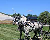 bob-percheron-horse