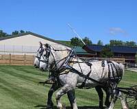 boys-percheron-horse