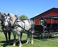 broke-the-very-best-percheron-horse
