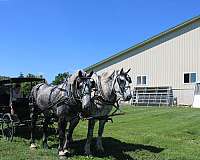 dappled-gray-percheron-horse