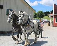 head-percheron-horse
